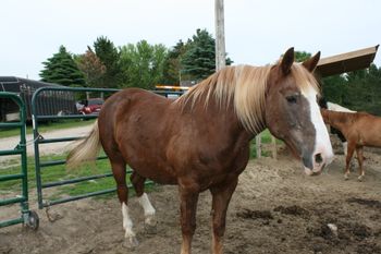 Hi! My name is Cedar. People call me the gentle giant. I am a Mustang-  Belgian cross. I am sorrel in color with a blonde mane and tail.  I have a   white blaze down my face. I am 15. 2 hands tall from the ground to my   withers. Originally I was trained to be a driving horse.    Eventually I was auctioned off and became a riding horse.  That’s when   I came across the SOMS organization where I get to help kids learn how   to ride.  I love to show the children God’s love through my kind nature. Can't wait to meet you! ~ written by Jackson Upham (12) May 2015
