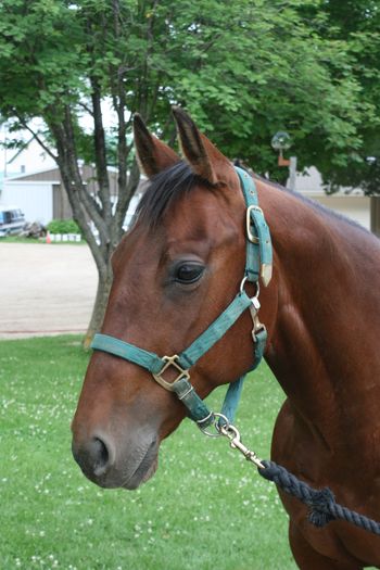 Hi! My name is Penny. I am a 14 year-old bay quarter horse. I am good at barrel racing. When kids ride me, it gives us a chance to get to know each other and we both learn to work together. I am very kind and respectful to the people that ride and take care of me. I hope to see you at SOMS soon! ~ written by: Faith (12), Faren (10), and Emma (10)
