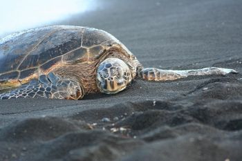 Black Sand Beach, Big Island
