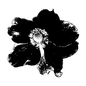 black flower
