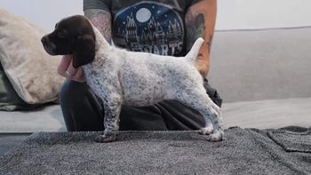 5 weeks old
