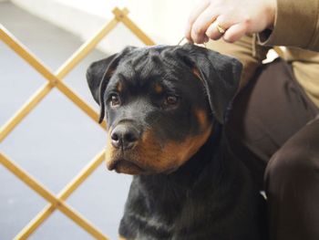 5 months old
