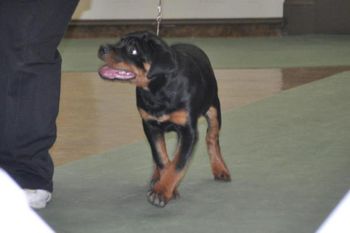 eddie 4 months old first sanction match
