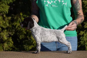 7 weeks old
