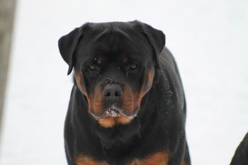 15 months old
