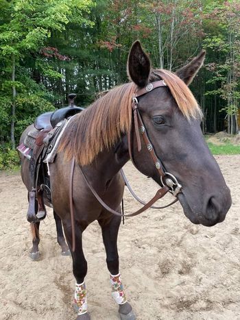 teddy is now broke to ride, and what a lovely ride he is
