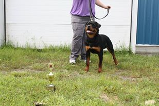 8 months old VP2
