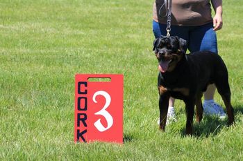 CORK 2014 SG3
