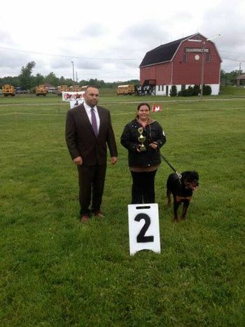 2013 CORK Sieger Show VP2 6-9 month class judge J. Mravik
