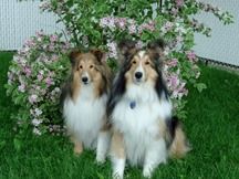Kimo et Moki, Merci a Mireille et Claude
