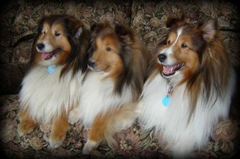 Darwin, Sunshine et Dempsy
