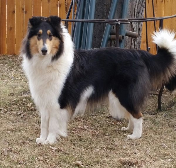 White factored hot sale collie