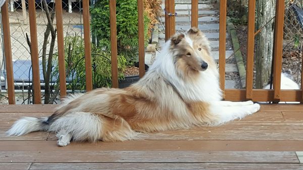 Rough shops collie websites