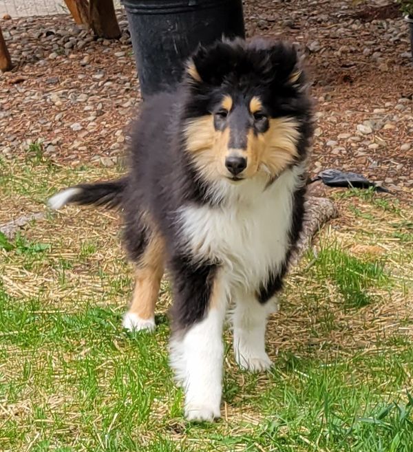 Riverrun collies sale