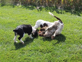 My new springers enjoying there day Bristol, Atti and Prince William
