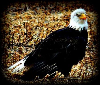 This bald eagle was in my back corn field
