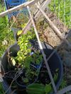 Established Apple Trees in heavy duty pots