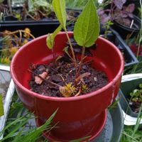 Echinacea Start in Clay Pot