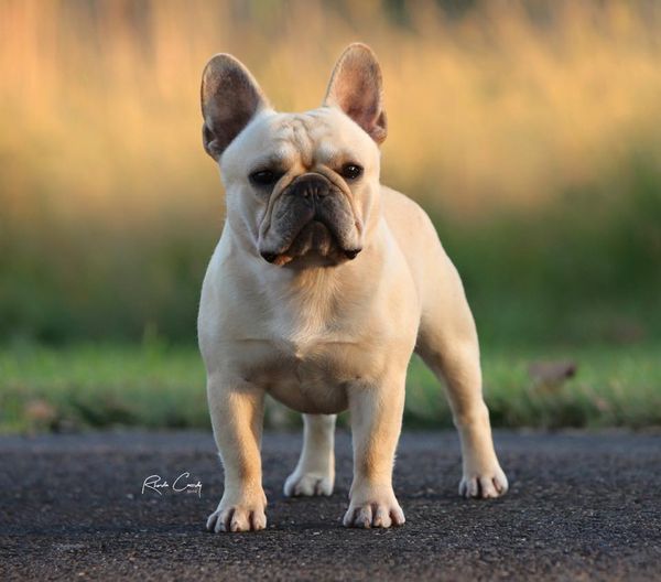 The Dogist on X: Kingsley, French Bulldog, Broadway & Waverly