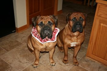 Gridiron bullmastiffs sales