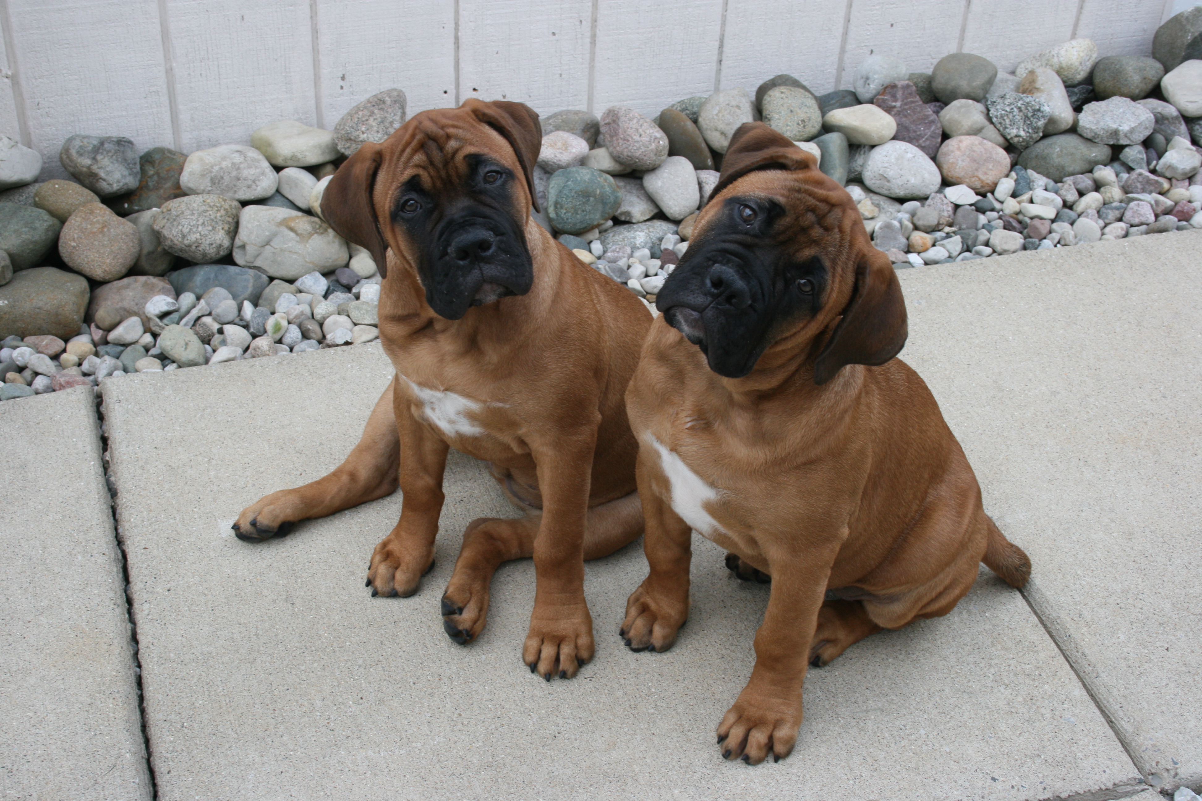 Gridiron bullmastiffs sales