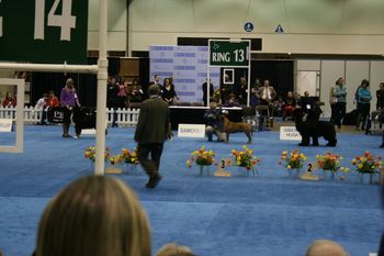 Working Group Ring, Detroit Kennel Club. Stoli takes a Group 3.
