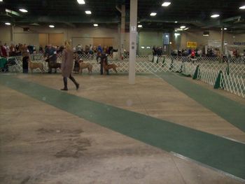 Moran in the Winners Bitch Class. Her first shows and she takes Reserve Winner Bitch (12/04/11).
