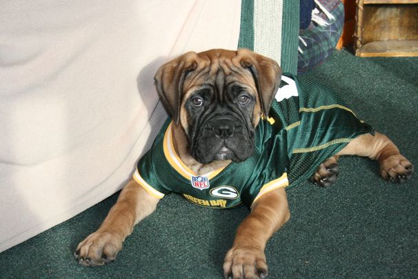 GridIron Bullmastiffs - About Jordy