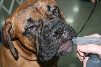 Daisy taking a drink.
