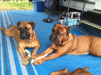 Gridiron bullmastiffs best sale