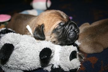 Beau likes the stuffed raccoon.
