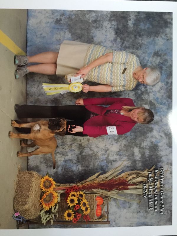 UKC Bay Area Kennel Club - Best Puppy in Show and Reserve Best Puppy in Show