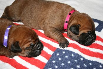 My patriotic girls, Morgan and Brooklyn.
