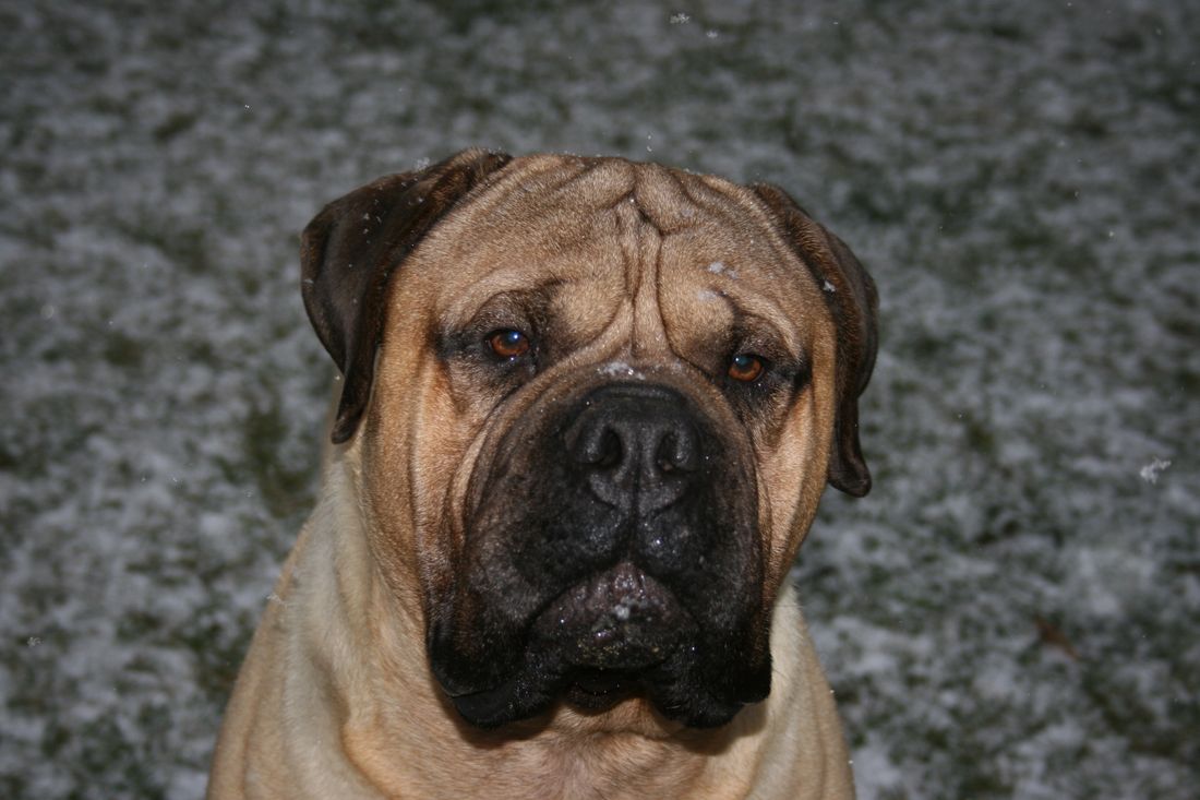 GridIron Bullmastiffs - About Jordy