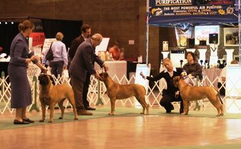 10/30/2008 LaPorte Kennel Club. Stoli takes Winners Bitch, Best of Winners, and Best of OS (3 Point Major) at 7 months old.
