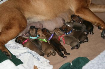 All lined up for the first feeding. 5 girls and 3 boys.
