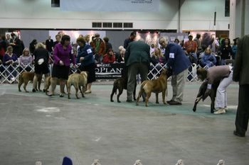 Breed Ring, Detroit Kennel Club. Judge takes a look at rears.
