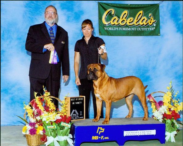 GridIron Bullmastiffs Morgan InfoDog Show Wins GridIron Bullmastiffs Morgan InfoDog Show Wins