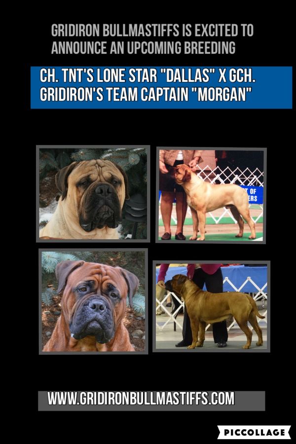 Gridiron bullmastiffs best sale