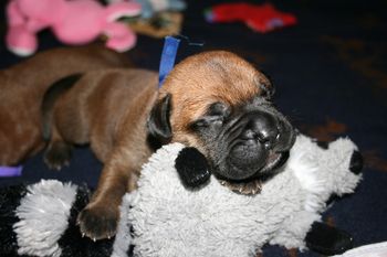 Brady snoozing on the racoon.
