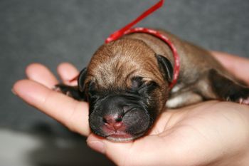 Red paw boy who we call Pluto. He is a red/fawn and just a sweetheart. He loves to lounge on top of you.
