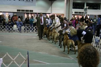 Breed Ring, Detroit Kennel Club. Judge takes another look at heads and fronts.
