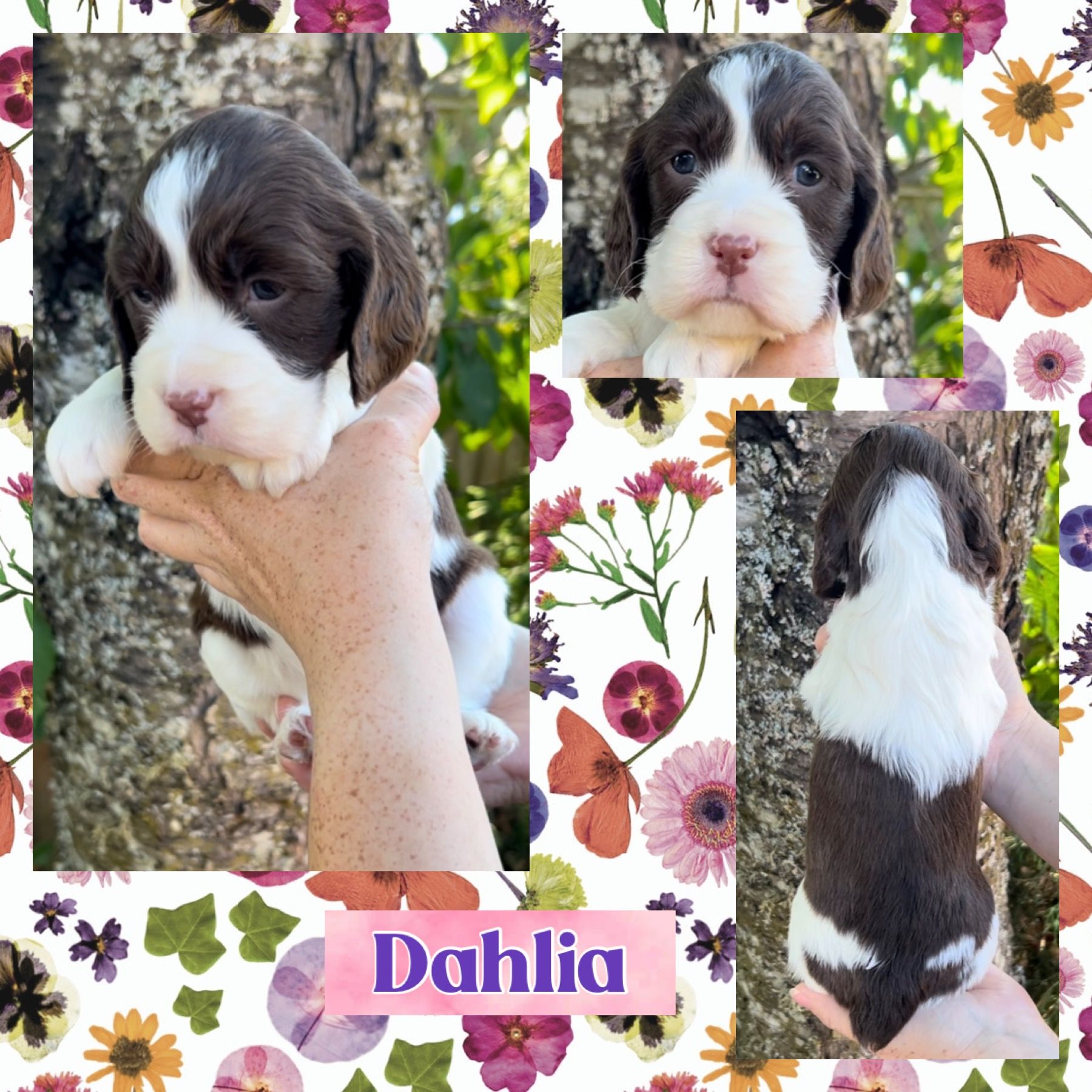 レノックス(スパニエル犬) Jewelled Springer Spaniels レノックス(スパニエル犬) Jewelled Springer Spaniels - メルカリ