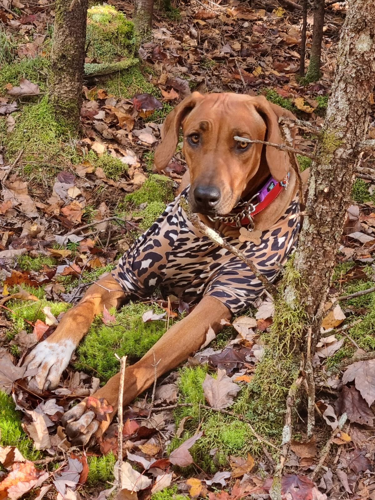 Family Raised Rhodesian RIdgebacks in Florida