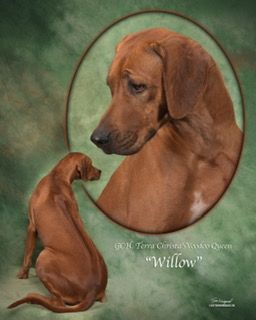 Grandmother Willow, also a GCH
