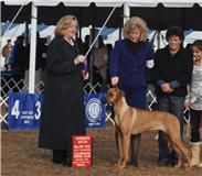 Livia winning her second major, the first one being a five point major in a supported show, Ocala, FL, Jan 2011.
