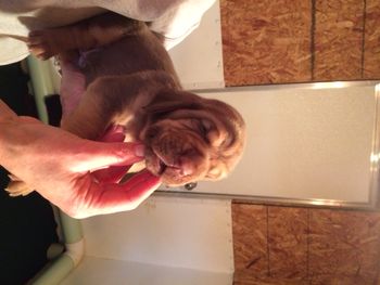 brown ribbon girl 2 weeks old

