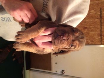 black ribbon boy 2 weeks old
