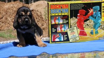 Purple Ribbon Male 4 weeks 7/1/16

