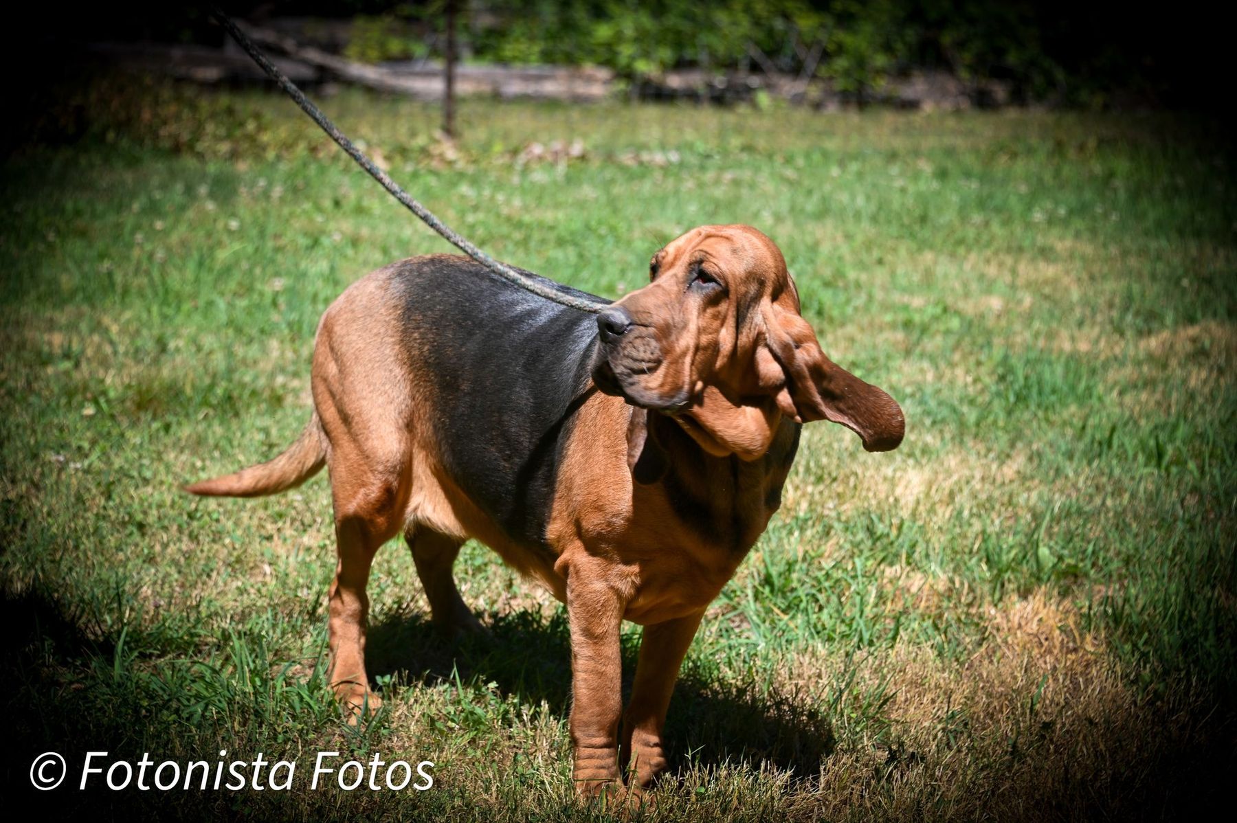 Cyclone store ridge bloodhounds